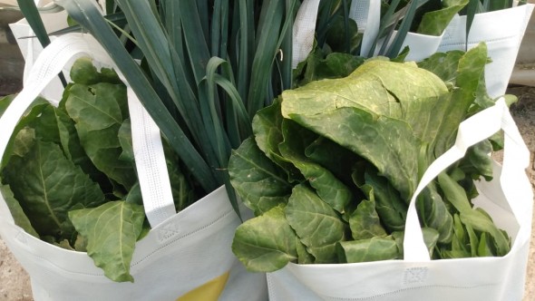 Jornada solidaria y de trabajo colectivo en el Vivero Municipal de Baradero